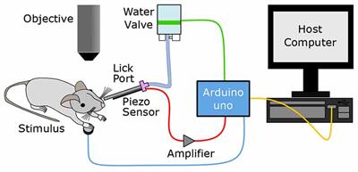 A Reward-Based Behavioral Platform to Measure Neural Activity during Head-Fixed Behavior